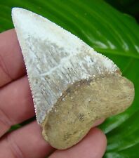GREAT WHITE Shark Tooth - XL OVER 2 & 1/2  in.  RARE - BAJA Mexico - REAL FOSSIL picture