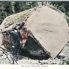 c1910s Tillamook, OR Saw Logs Redwood Sequoia Logging Postcard Colored A158 picture