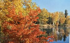 Red Maple On The Lake Rhinelander Wisconsin WI Vintage Postcard Fall Foliage  picture