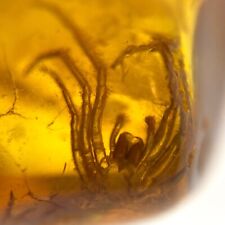 Baltic Amber Prehistoric Spider Inclusion & 4x Magnifying Case picture