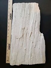 East Texas Petrified Fossil Wood Large 17” X 10” Detailed Log Natural picture