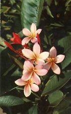 Pink Plumieria, Hawaii --POSTCARD picture
