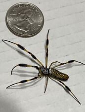 Jumping Spiders Cousin Live GLD Silk Orb Spider picture