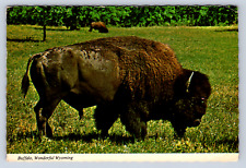 Vintage Postcard Wonderful Wyoming Buffalo American Bison picture
