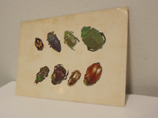 vintage bugs beetle insects postcard picturecard creatures science class,Unused picture