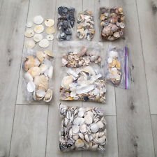 17 LBS - Lot of Seashells - Sand Dollars - Hermit Crab - Clamshell picture