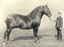 HORSES. Suffolk Stallion-