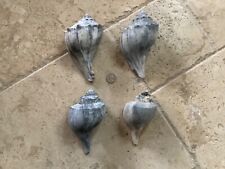 Knobbed & Channel Whelk Shells from the NJ Shore (Lot of 4) picture