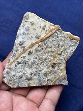 96g rare Cambrian period brachiopod Spirifer specimen stone picture