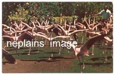 BAHAMAS Nassau - Ardastra Flamingos in Military Drill - 1960s picture