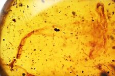 Rare Scorpion, Fossil inclusion in Burmese Amber picture