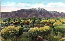 c1935 CALIFORNIA DESERT CACTI AND WILDFLOWERS FRASHERS LINEN POSTCARD 41-86 picture