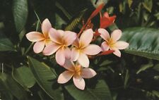 Postcard Hawaii Pink Plumieria Flower Frangiano picture
