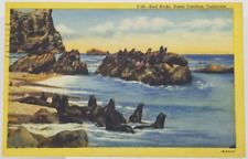1948 Seals on Rocks in Santa Catalina Island Beach California Postcard picture