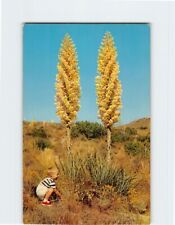 Postcard California Yucca in Bloom USA picture