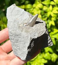 HUGE Unprepped Fossil Cretoxyrhina Sharks Tooth in Matrix Texas Cretaceous Age picture
