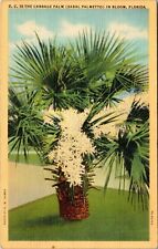 The Cabbage Palm Sabal Palmetto in Bloom Fla. VTG Postcard Tropical Flower Linen picture