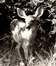 RPPC Pacific Coast Black Tail Fawn in Brush EKC 1940-1950 VTG Postcard 1384 picture