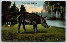 Florida Razor Back Hog 1917 Postcard Forest Wetland Scene picture