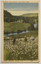 Picking Wild Daisies Margaree River Upper Valley Cape Breton NS Canada Postcard picture