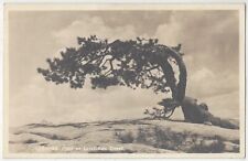 1920 Yosemite, California - Leaning Pine, Sentinel Dome - Camp Curry REAL PHOTO picture