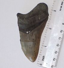 GIANT SERRATED MEGALODON TOOTH 3.27