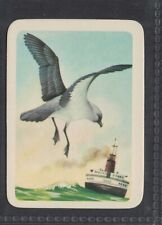 GREY BACKED STORM PETREL - 50 + year old Aus Trade Card # 183 picture