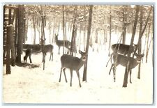 c1940's Diamond Point Bemidji MN Deer Minnesota MN RPPC Photo Postcard picture