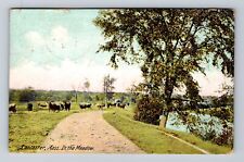 Lancaster MA-Massachusetts, Herd of Cows in the Meadow, Vintage Postcard picture