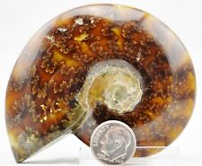 Large Whole Ammonite Nice Suture Pattern 84mm Dino age Fossil 3.3