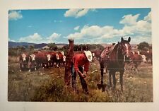 Postcard VINTAGE c1960/1970 Cowboy Fixing Fence Whiteface Cattle Graze Horse  picture