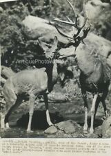 Forest romance buck and doe deer antique photo picture