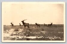 RPPC Elk Game Preserve Real Photo Valentine Nebraska P96A picture