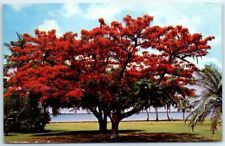 Postcard - Royal Poinciana - Caloosahatchee River - Fort Myers, Florida picture