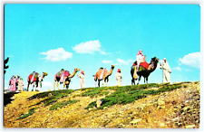 Postcard Camel Caravan Black Hills Passion Play - Spearfish, South Dakota picture