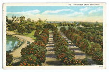 FL Postcard Florida Orange Grove c1920s picture