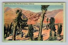 Red Rock Canyon CA-California, Joshua Cactus Trees, Antique Vintage Postcard picture