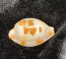 Cypraeidae Bistolida stolida Special Shape & Color 23.9mm Philippines 2015 READ picture