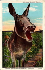 Postcard Kansas Burro Rocky Mountain Canary Humor Tenderfoot Vintage c1950s KS picture