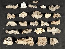 HUGE Lot of 100% Natural FULGURITE s or Petrified Lighting Algeria 15.1gr picture