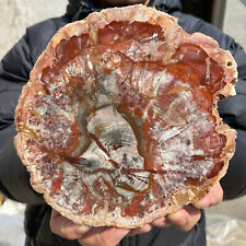 880g Natural Beautiful polished Arizona petrified wood rough mineral specimen picture
