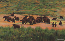 1948 Postcard, Grizzly Bears, Long Ago* picture