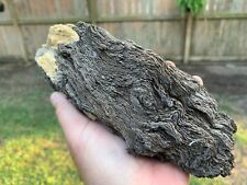 Rare Texas Petrified Oak Detailed Root Wood Fragile Piece Beaumont Formation picture