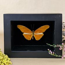 W163a Taxidermy Entomology Real butterfly Moth Shadowbox collectible curiosities picture