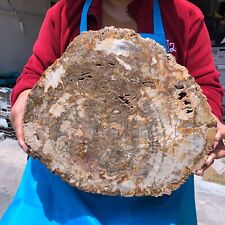16.41LB Natural petrified wood fossil crystal polished slice Madagascar 1124 picture