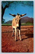 Postcard The Desert Canary a Sturdy Little Burro Unposted Chrome Divided Back picture