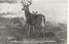 RPPC Three  Lakes Wi Whitetail Deer at Brad Ryan's Lake Breeze 1951 picture