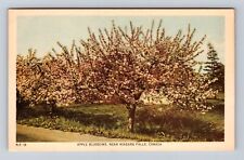 Niagara Falls Ontario-Canada, Apple Blossoms, Antique, Vintage Souvenir Postcard picture