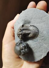 Rare Top Quality Trilobite fossil Scabriscutellum And Morocops with spines picture