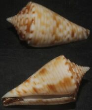 Tonyshells Seashells Conus memiae MEMI'S CONE SUPERB 19.5mm F+++/GEM picture